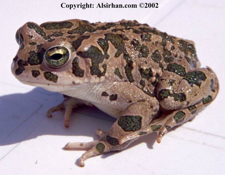 зеленая жаба bufo viridis