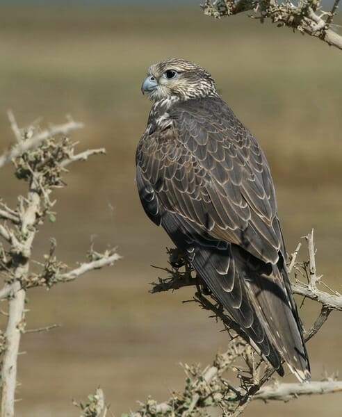 Saker Falcon Falco cherrug