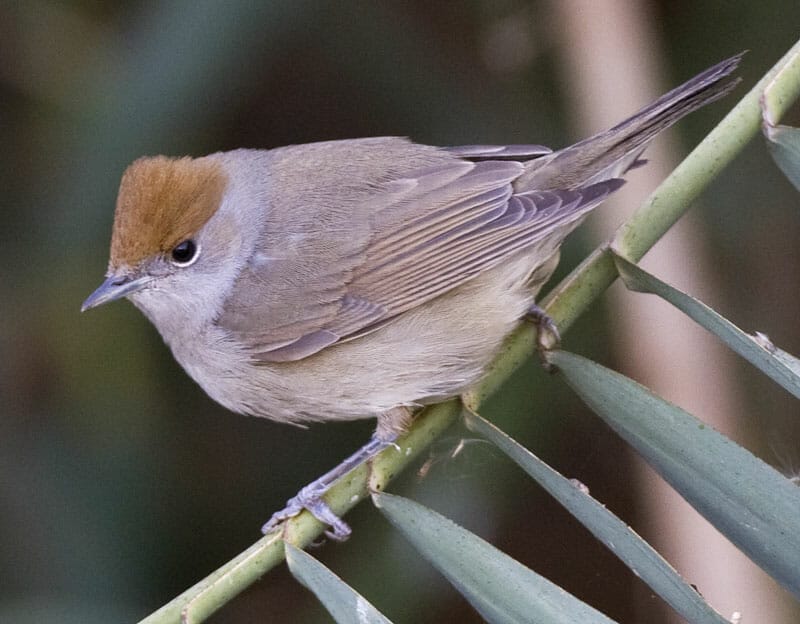 Eurasian Blackcap