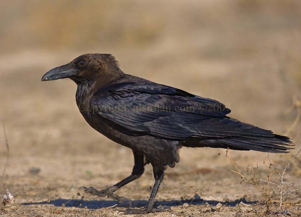 Brown-necked Raven Corvus ruficollis