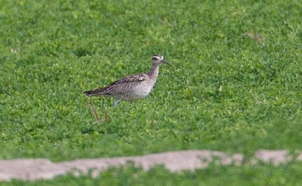 Little Curlew Numenius minutus