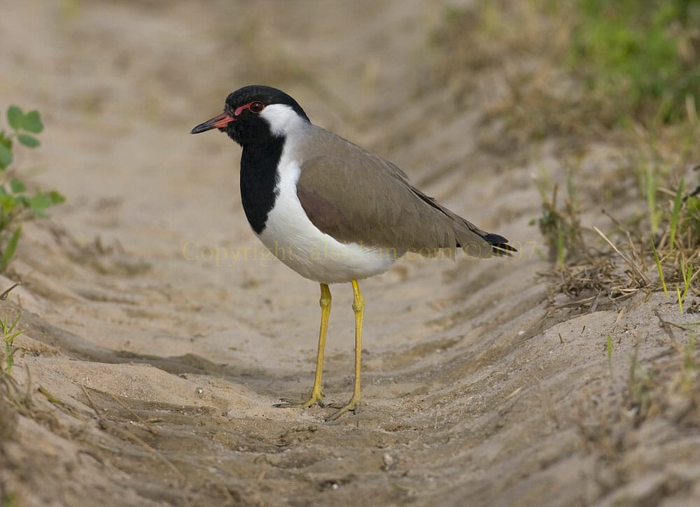 Red Wattled Lapwing