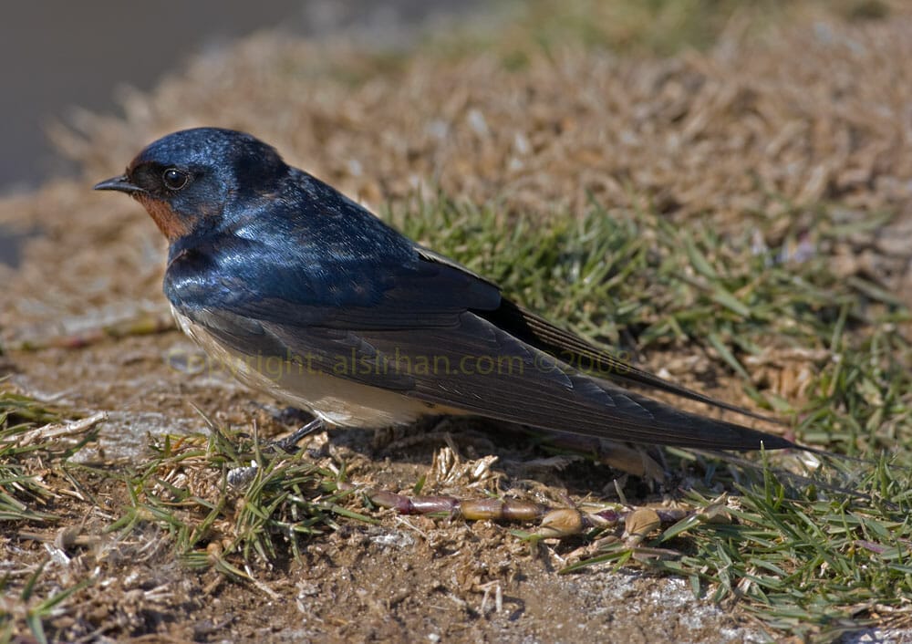 Barn Swallow Hirundo rustica