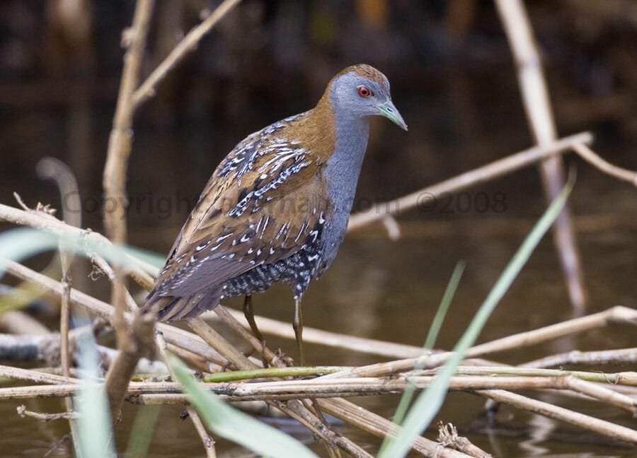 Baillon’s Crake Zapornia pusilla