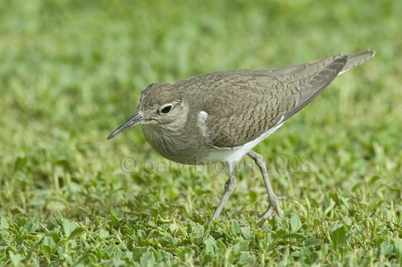 Common Sandpiper Actitis hypoleucos