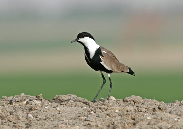 Spur-winged Lapwing Vanellus spinosus