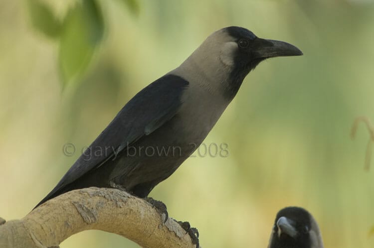 House Crow Corvus splendens