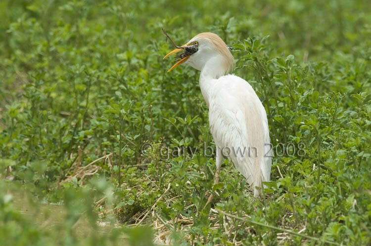 Western Cattle Egret Bubulcus ibis