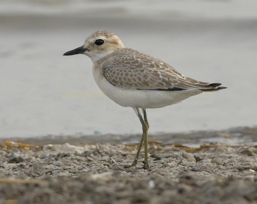 Greater Sand Plover Anarhynchus leschenaultii