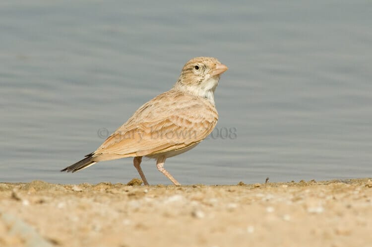 Dunn’s Lark Eremalauda dunni