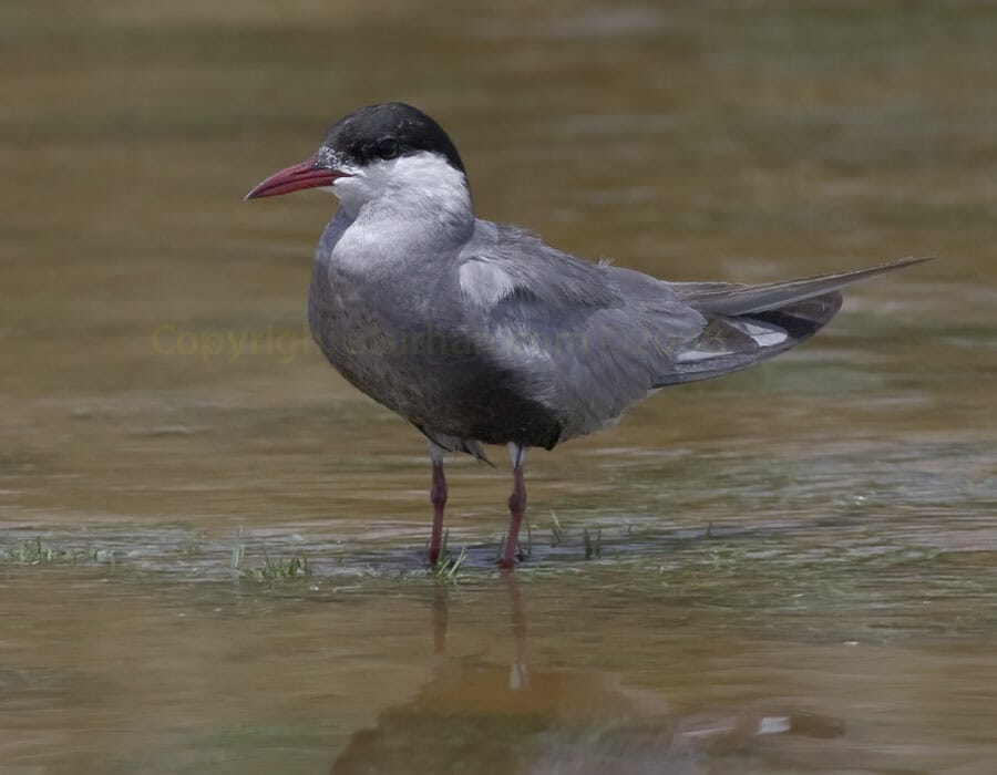 Whiskered Tern Chlidonias hybrida