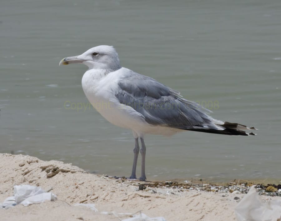Caspian Gull Larus cachinnans