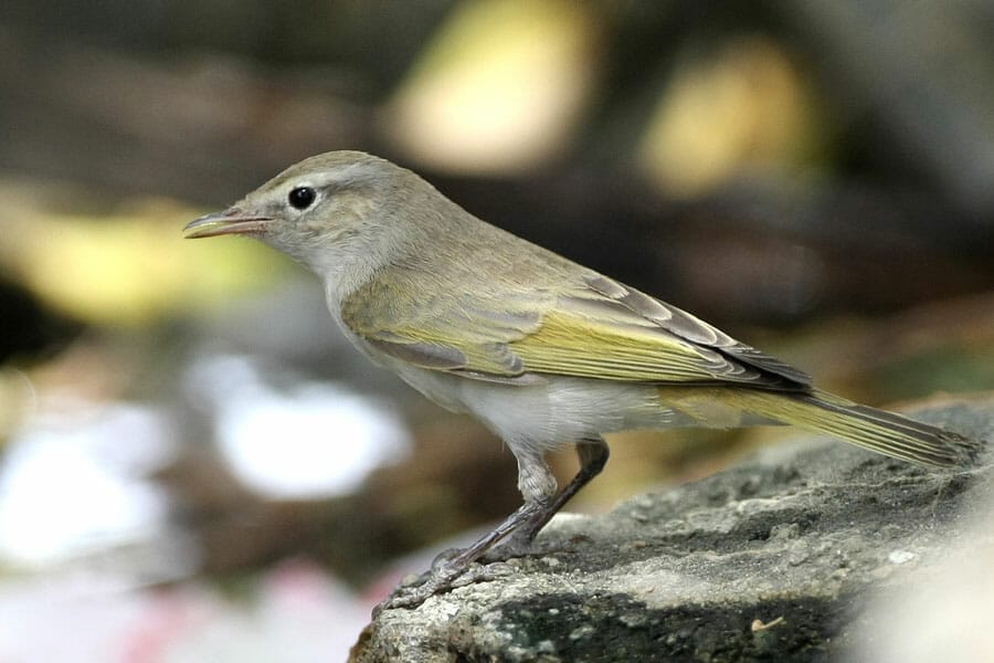 Eastern Bonelli’s Warbler Phylloscopus orientalis