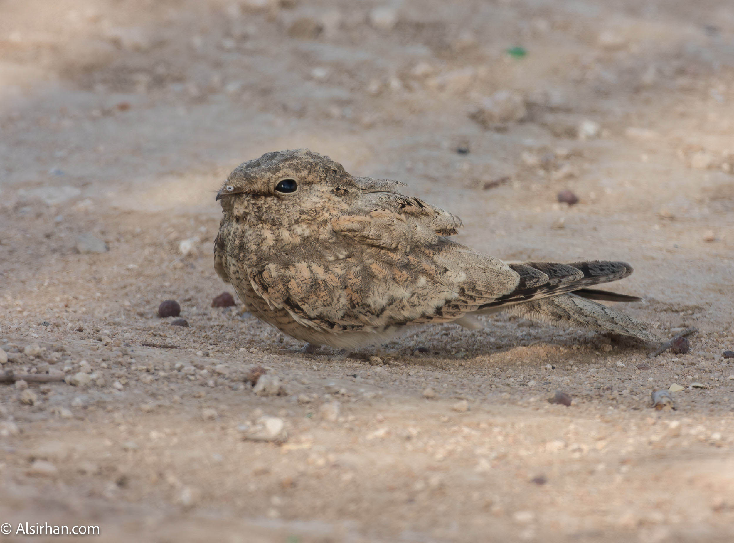 Egyptian Nightjar Caprimulgus aegyptius