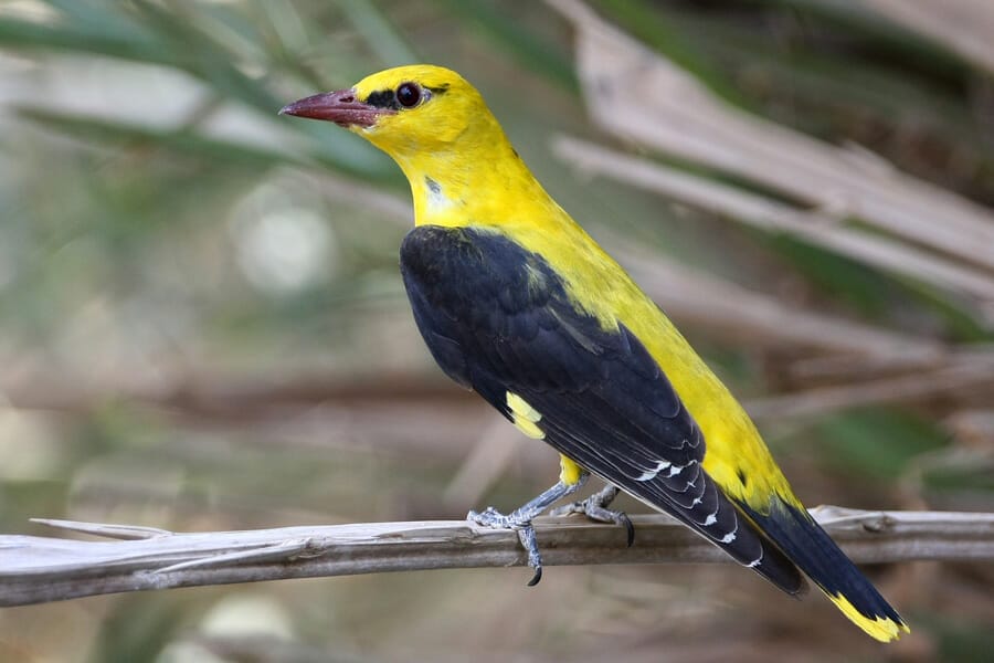 Eurasian Golden Oriole Oriolus oriolus