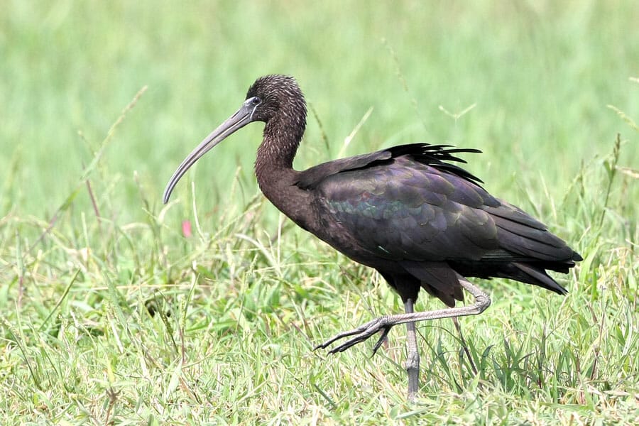 Glossy Ibis Plegadis falcinellus