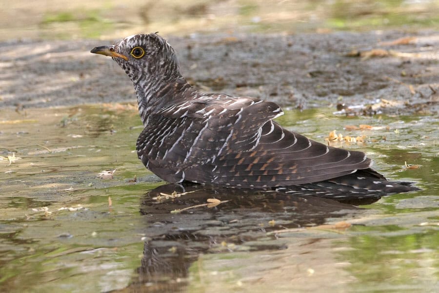 Common Cuckoo Cuculus canorus