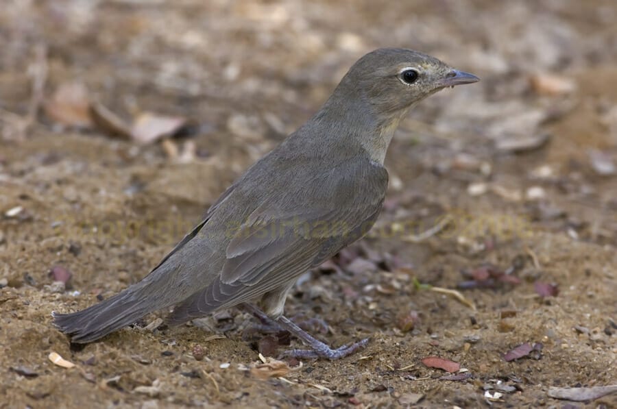 Garden Warbler Sylvia borin