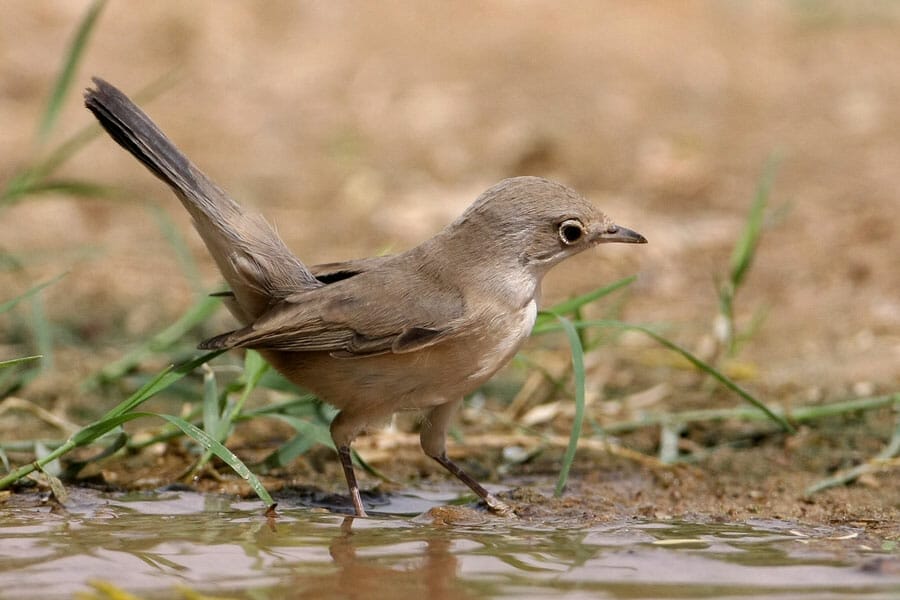 Ménétries’s Warbler Curruca mystacea