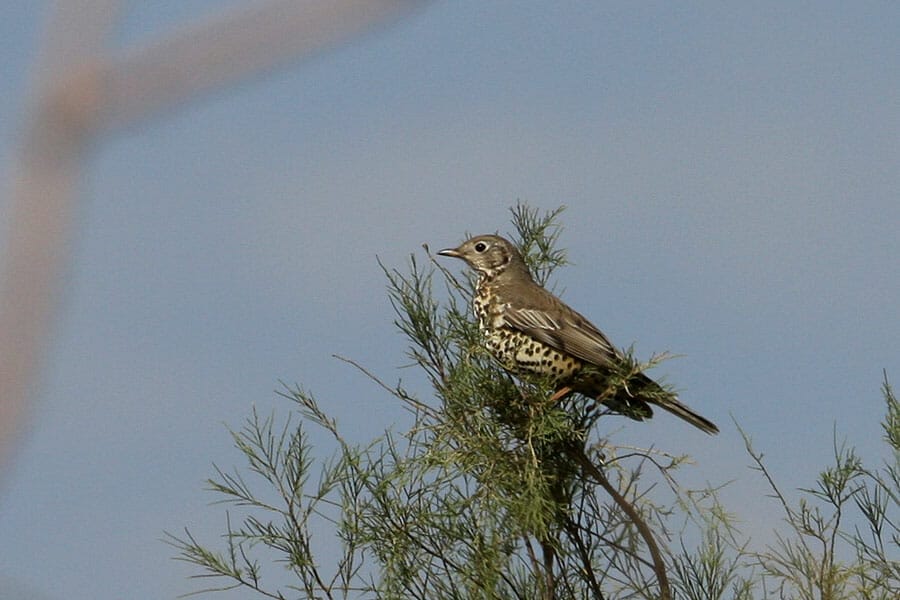 Mistle Thrush Turdus viscivorus