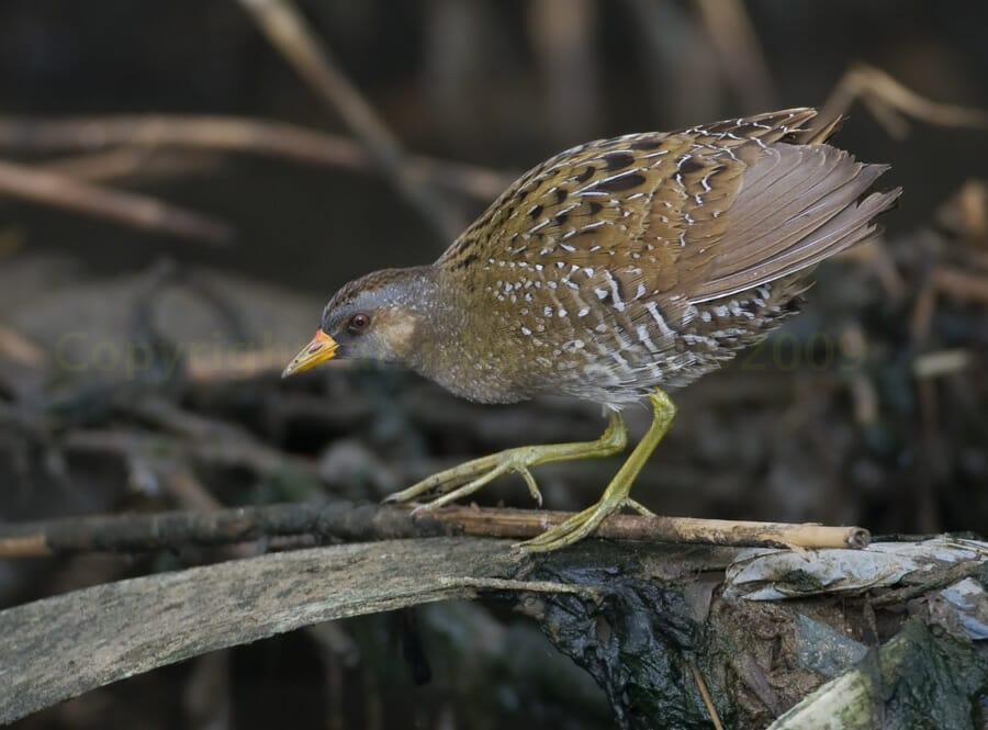 Spotted Crake Porzana porzana