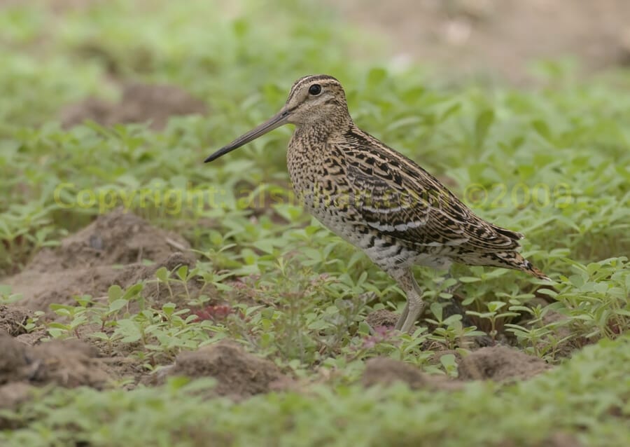 Great Snipe Gallinago media