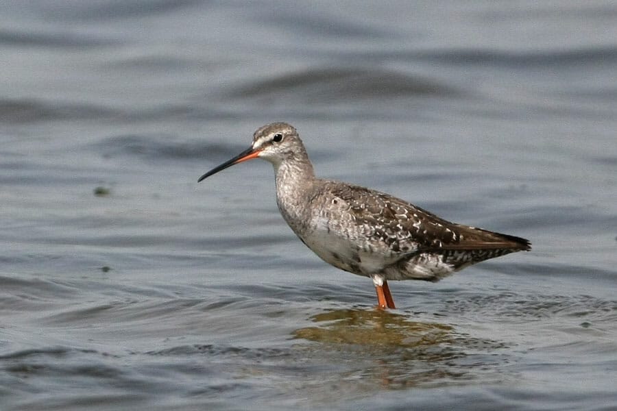 Spotted Redshank Tringa erythropus