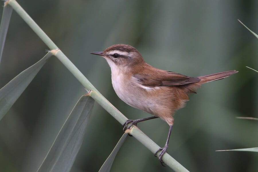 Moustached Warbler Acrocephalus melanopogon