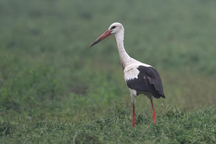 Western White Stork Ciconia ciconia