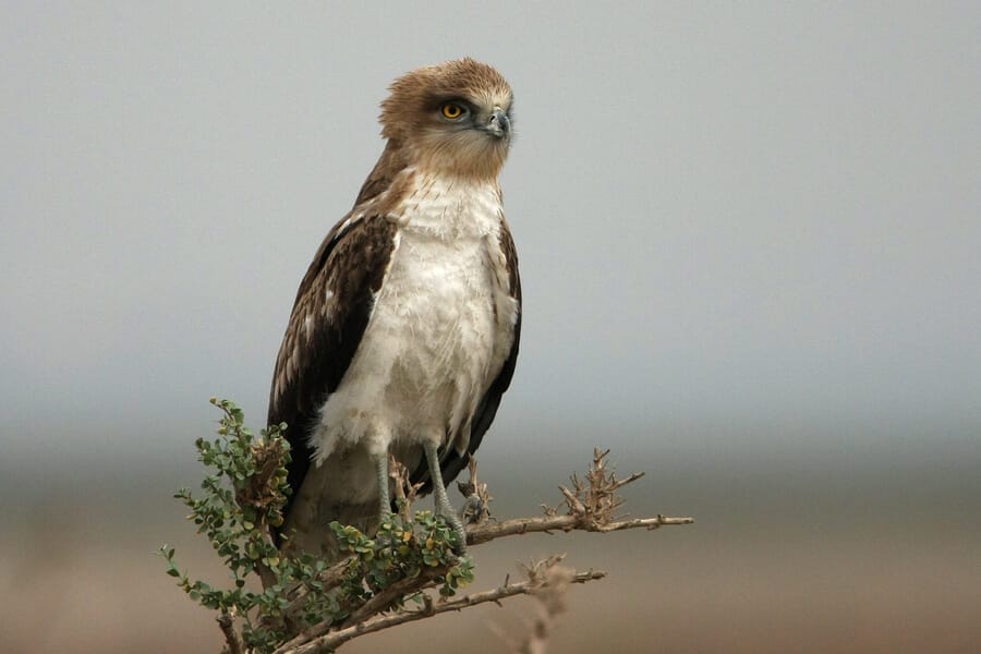 Short-toed Snake Eagle Circaetus gallicus