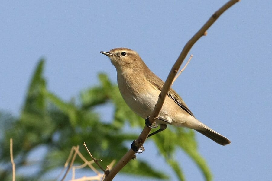 Caucasian Chiffchaff Phylloscopus lorenzii