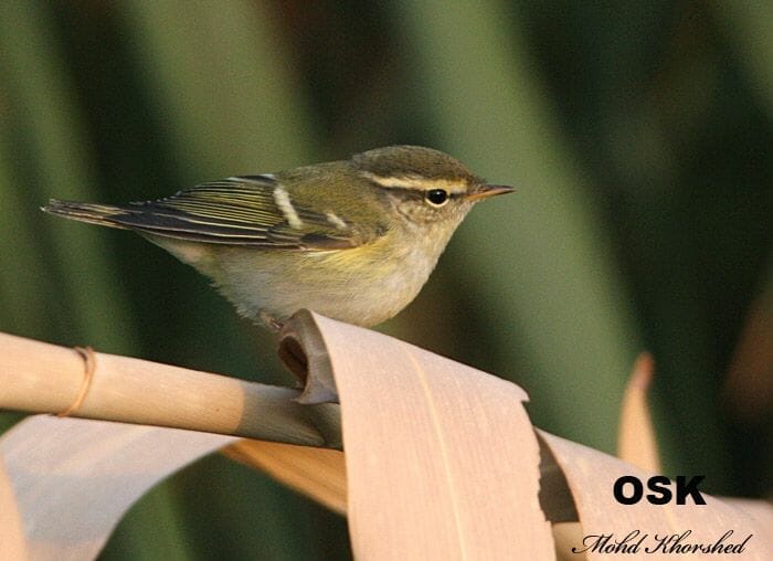 Yellow-browed Warbler Phylloscopus inornatus