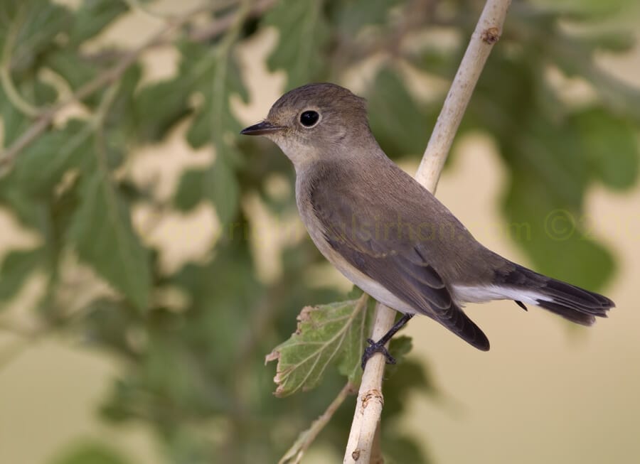 Red-breasted Flycatcher Ficedula parva