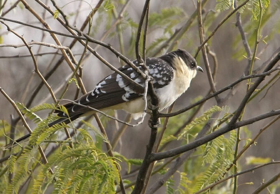 Great Spotted Cuckoo Clamator glandarius