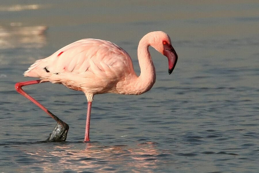 Lesser Flamingo Phoeniconaias minor