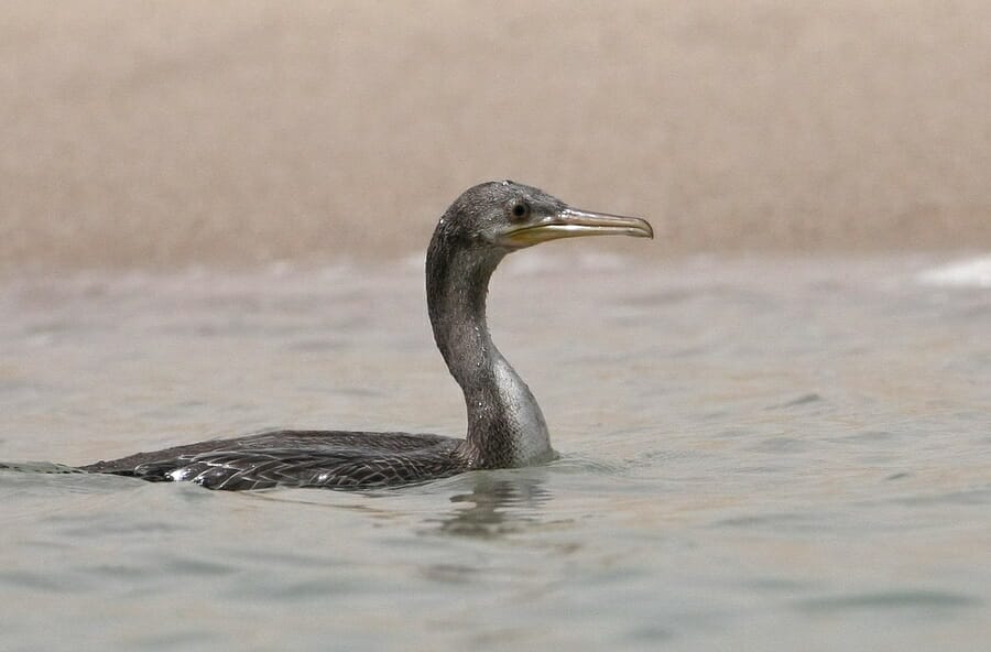 Socotra Cormorant Phalacrocorax nigrogularis