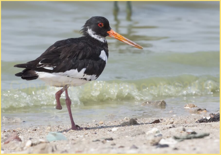 Eurasian Oystercatcher Haematopus ostralegus