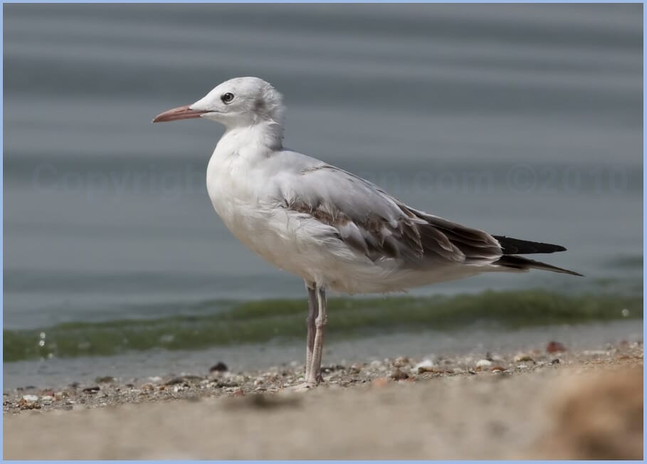 Slender-billed Gull Chroicocephalus genei