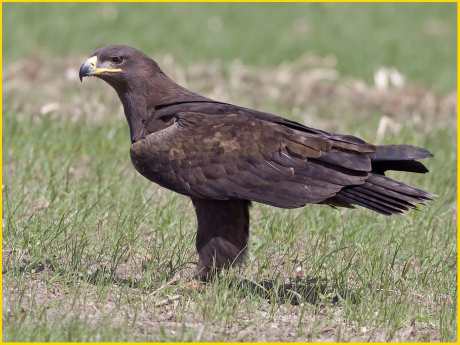 Steppe Eagle Aquila nipalensis an adult with a buff-brown nape patch (not seen in this photograph)
