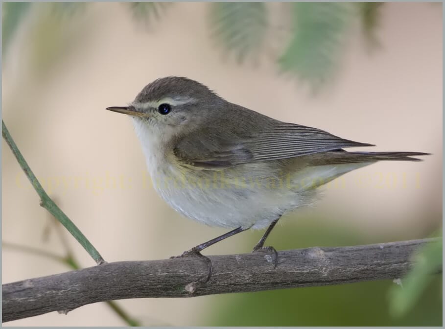 Common Chiffchaff Phylloscopus collybita
