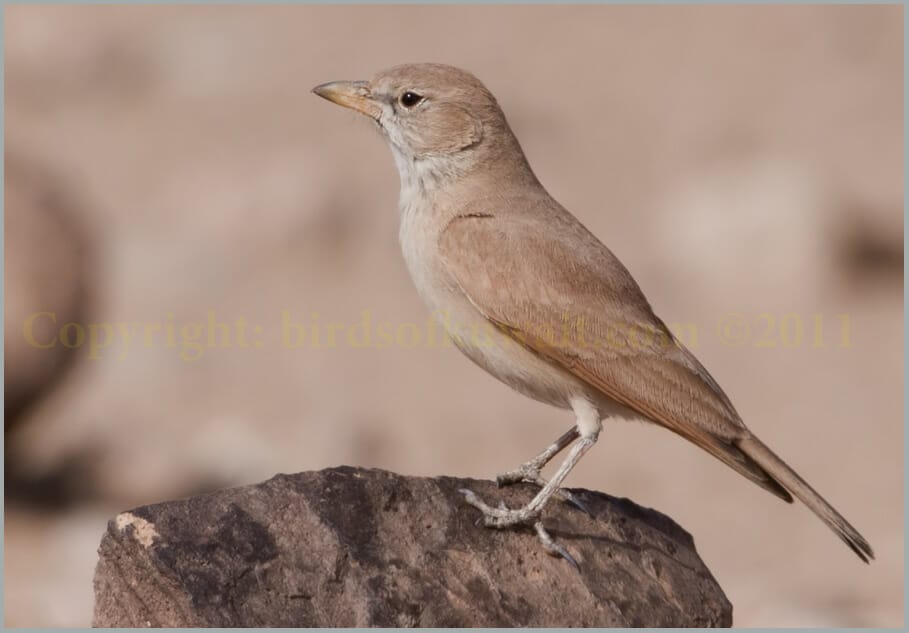 Desert Lark Ammomanes deserti