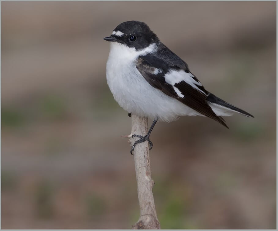 Semi-collared Flycatcher Ficedula semitorquata