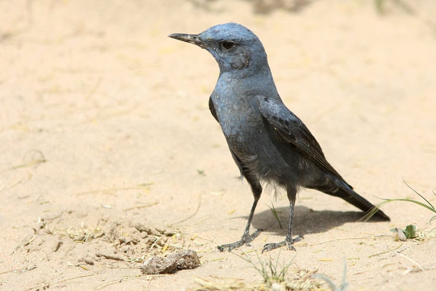 Western Blue Rock Thrush Monticola solitarius