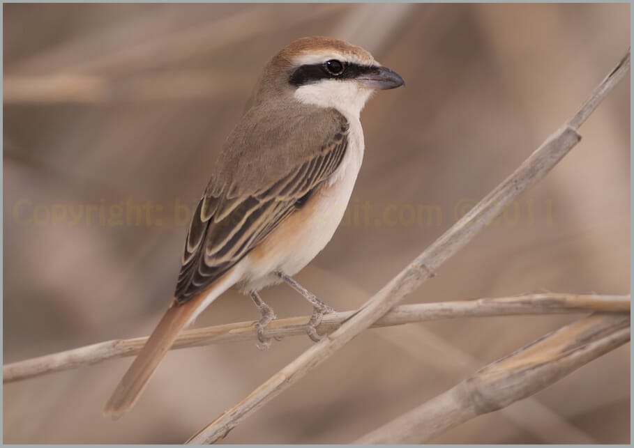 Red-tailed Shrike Lanius phoenicuroides