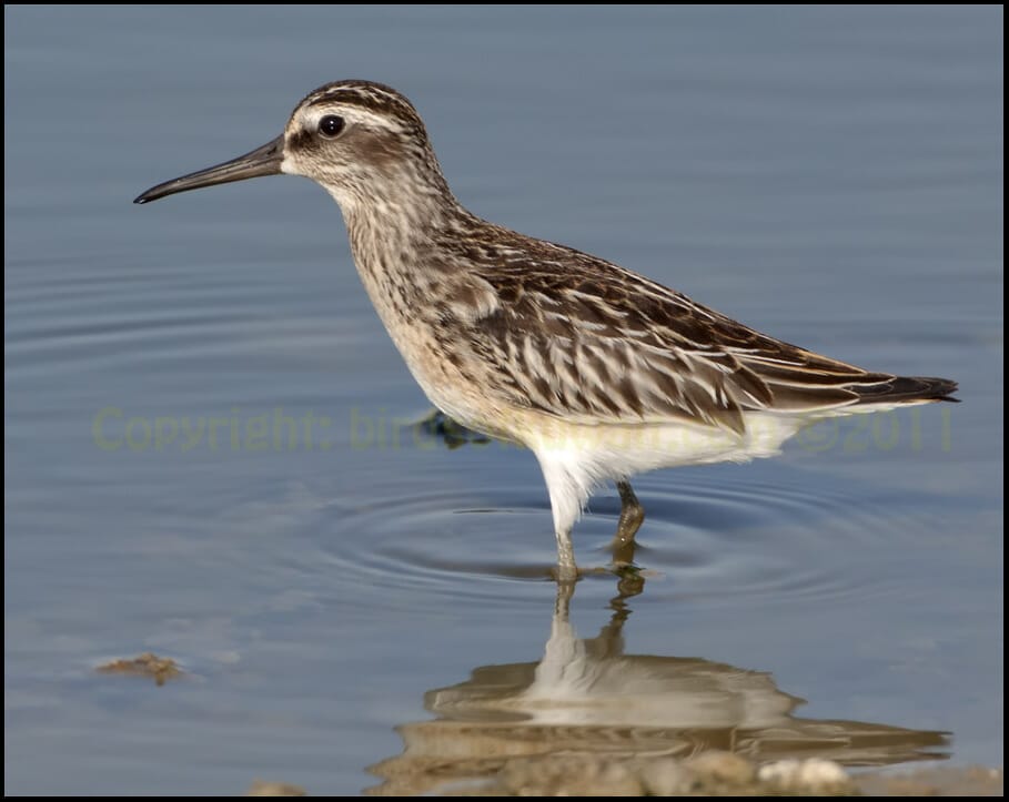 Broad-billed Sandpiper Limicola falcinellus