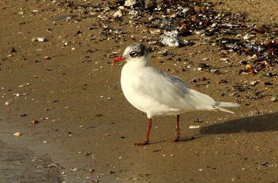 Mediterranean Gull Ichthyaetus melanocephalus
