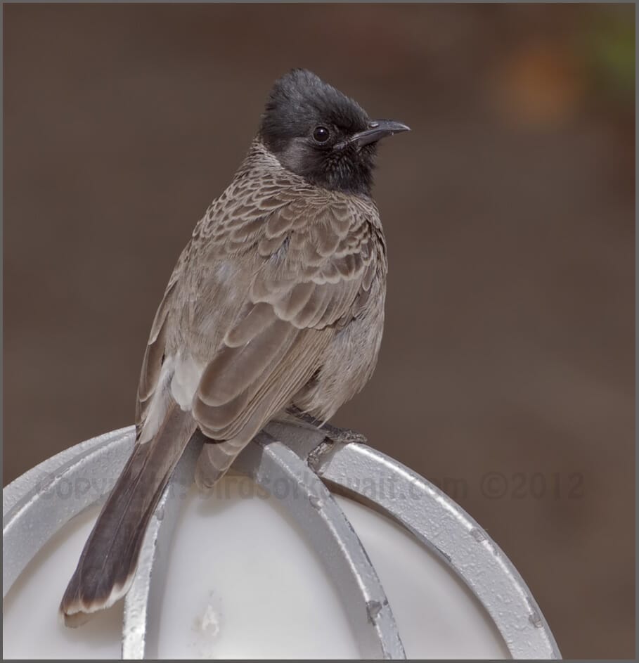 Red-vented Bulbul Pycnonotus cafer