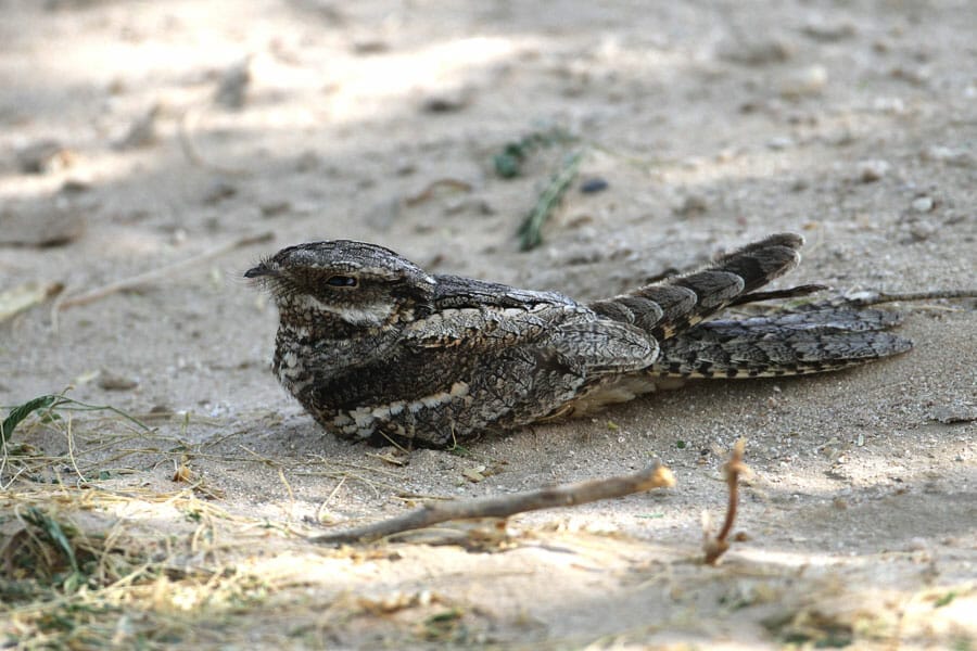 European Nightjar Caprimulgus europaeus