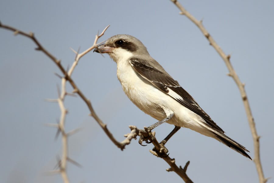 Lesser Grey Shrike Lanius minor