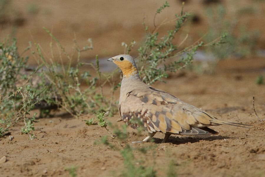Spotted Sandgrouse Pterocles senegallus